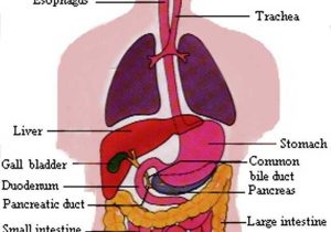 Endocrine System Worksheet Along with Digestive System Anatomy