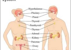 Endocrine System Worksheet and 49 Best Endocrinology Images On Pinterest