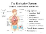 Endocrine System Worksheet and Endocrine System Psychology and Neuroscience