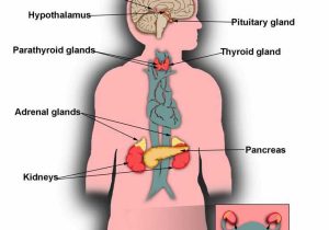 Endocrine System Worksheet together with 21 Best the Explanation Of Endocrine Gland Hormones and Its Function