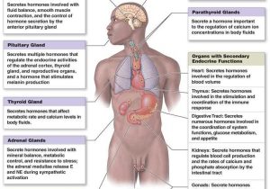 Endocrine System Worksheet together with 21 Best the Explanation Of Endocrine Gland Hormones and Its Function