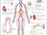 Endocrine System Worksheet with 21 Best the Explanation Of Endocrine Gland Hormones and Its Function