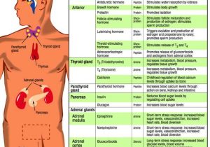 Endocrine System Worksheet with 660 Best Nurse Images On Pinterest