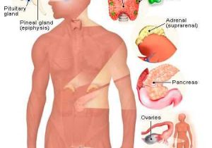 Endocrine System Worksheet with Illustration Of the Endocrine System Vessel Anatomy