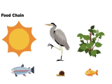 Energy Flow In Ecosystems Worksheet Also Food Chain Clipart Clip Art Guru