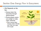 Energy Flow In Ecosystems Worksheet together with Does Energy Enter All Ecosystems as Sunlight Energy Etfs