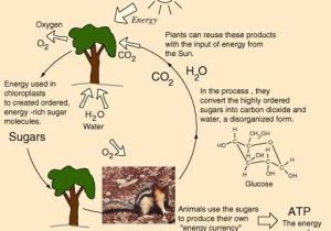 Energy Flow In Living Things Worksheet Also 16 Best the Characteristics Of Living Things Images On Pinterest