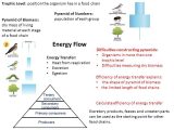 Energy Flow In Living Things Worksheet Also B2 organisms Grouped by Shared Characteristics Continuous