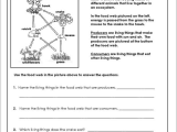Energy Flow Worksheet Answers and Food Chain Quiz Worksheet Worksheets for All