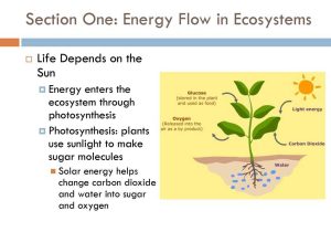 Energy From the Sun Worksheet Answers together with Does Energy Enter All Ecosystems as Sunlight Energy Etfs