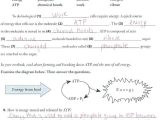 Energy In A Cell Worksheet Answers and Cell Energy Worksheet Worksheet Math for Kids