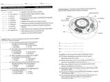 Energy In A Cell Worksheet Answers together with Lovely Kinetic and Potential Energy Worksheet Answers Luxury Cell