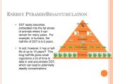Energy Pyramid Worksheet and Example Energy Pyramid Reliant Energy