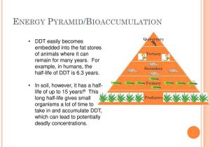 Energy Pyramid Worksheet and Example Energy Pyramid Reliant Energy