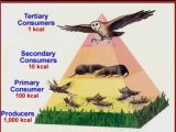 Energy Pyramid Worksheet as Well as Energy Pyramid Galleryhip the Hippest Pics