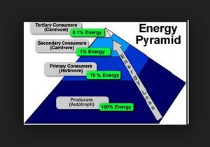Energy Pyramid Worksheet together with Trophic Levels by ashleybroocks