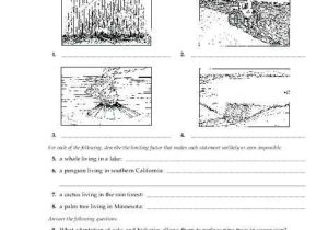 Energy Through Ecosystems Worksheet Also Ecosystem Worksheet Answers Rainforest Ecosystem Worksheet Answers