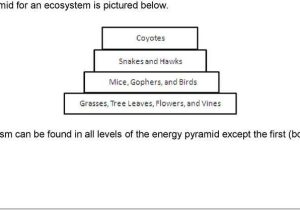 Energy Through Ecosystems Worksheet Also the Animals at Higher Levels are More Petitive so Fewer Animals