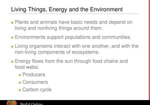 Energy Transfer In Living organisms Worksheet as Well as How to Make A Hamburger the Story Of organisms and Environm