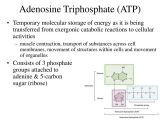 Energy Transfer In Living organisms Worksheet or Adenosine Triphosphate Muscle Contraction Bing Images