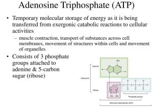 Energy Transfer In Living organisms Worksheet or Adenosine Triphosphate Muscle Contraction Bing Images
