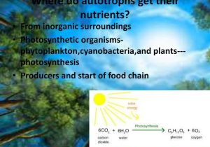Energy Transfer In Living organisms Worksheet or Ib Biology Chapter 4 Ecology Ppt