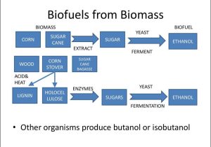 Energy Transfer In Living organisms Worksheet together with Biomass Feedstocks Online Presentation