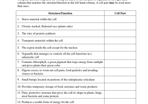 Energy Transformation Worksheet Middle School as Well as Cell Membrane Worksheet Google Search