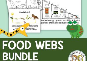 Energy Worksheet Answers Along with Food Chains Food Webs and Energy Pyramids Pinterest