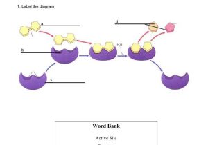 Enzyme Practice Worksheet Also 57 Best Enzymes Images On Pinterest