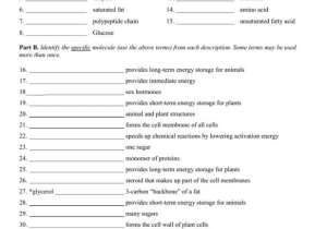Enzyme Practice Worksheet Also Worksheets 44 Best Macromolecules Worksheet Hd Wallpaper