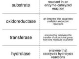 Enzyme Worksheet Biology Along with Biorremediaci³n De Suelos Y Cuerpos De Agua Gen¨tica