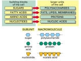 Enzyme Worksheet Biology Also Simple Diagram On Macromolecules Proteins Carbohydrates Lipids