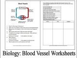 Enzyme Worksheet Biology with Biology Worksheets Blood Vessels Download