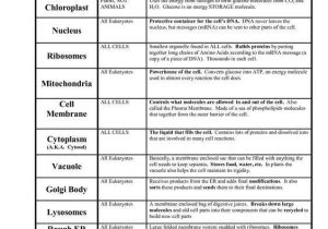 Enzymes and their Functions Worksheet Answers Also Animal Cell organelles their Functions Chart