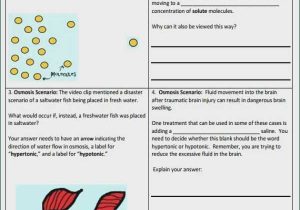 Enzymes Worksheet Answer Key together with Enzyme Worksheet Answers