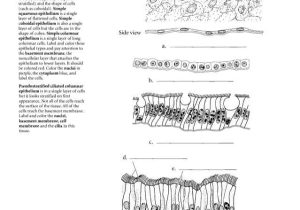 Epithelial Tissue Coloring Worksheet Also Anatomia Dibujos