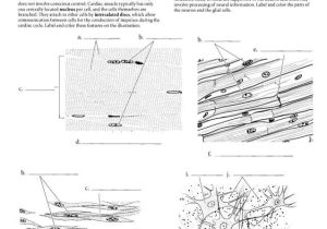 Epithelial Tissue Coloring Worksheet and Anatomia Dibujos