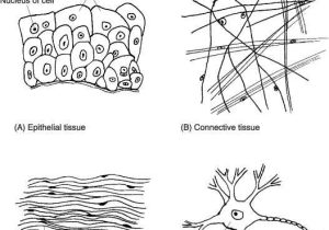 Epithelial Tissue Coloring Worksheet and Human Cell Diagram Worksheet Awesome Animal Cell Coloring Page Many