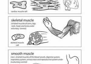 Epithelial Tissue Coloring Worksheet and Inside Out Anatomy Muscles