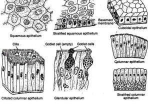 Epithelial Tissue Coloring Worksheet or 4 Main Types Of Tissues Seen In Animals