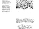Epithelial Tissue Coloring Worksheet together with Anatomia Dibujos