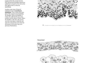 Epithelial Tissue Coloring Worksheet together with Anatomia Dibujos