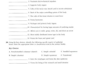 Epithelial Tissue Coloring Worksheet with Charmant Anatomy and Physiology Chapter 10 Blood Worksheet Answers