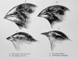 Evolution by Natural Selection Worksheet Also Charles Darwin S Finches and the theory Of Evolution