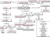 Evolution by Natural Selection Worksheet Answers Along with Evolution Concept Map for the Classroom Pinterest