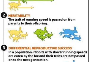 Evolution by Natural Selection Worksheet Answers as Well as Good Way to Visualize Natural Selection