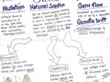 Evolution by Natural Selection Worksheet together with Evolution Part 1 Ap Biology Thinglink Ap Biology