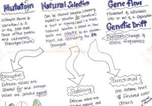 Evolution by Natural Selection Worksheet together with Evolution Part 1 Ap Biology Thinglink Ap Biology