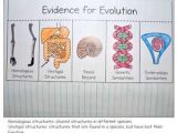Evolution Vocabulary Worksheet Along with Evolution and Natural Selection Interactive Notebook Activities